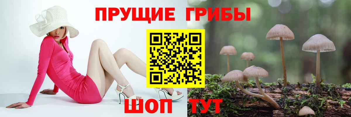 Галлюциногенные грибы Psilocybine cubensis Скопин